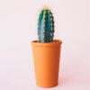 Ceramic Garden Pots